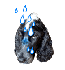 English Cocker Spaniel "NEIL" likes FUN! sticker #14251990