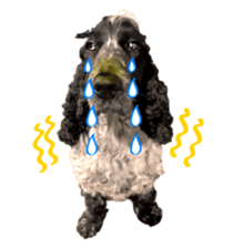 English Cocker Spaniel "NEIL" likes FUN! sticker #14251992