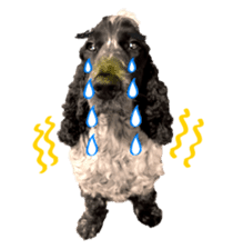 English Cocker Spaniel "NEIL" likes FUN! sticker #14251992