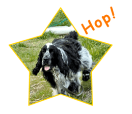 English Cocker Spaniel "NEIL" likes FUN! sticker #14251994