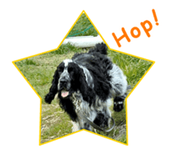 English Cocker Spaniel "NEIL" likes FUN! sticker #14251994