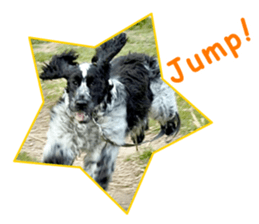 English Cocker Spaniel "NEIL" likes FUN! sticker #14251996