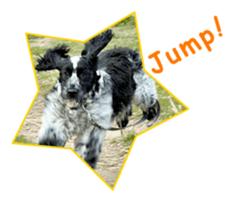 English Cocker Spaniel "NEIL" likes FUN! sticker #14251996