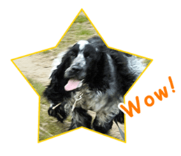 English Cocker Spaniel "NEIL" likes FUN! sticker #14251997