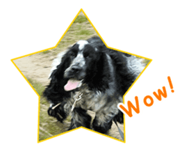 English Cocker Spaniel "NEIL" likes FUN! sticker #14251997