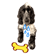 English Cocker Spaniel "NEIL" likes FUN! sticker #14251999