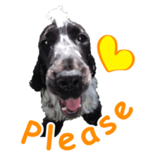 English Cocker Spaniel "NEIL" likes FUN! sticker #14252002