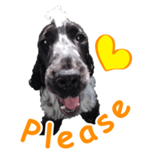 English Cocker Spaniel "NEIL" likes FUN! sticker #14252002