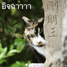 Animal photograph sticker in Thailand sticker #14252502