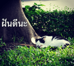 Animal photograph sticker in Thailand sticker #14252503
