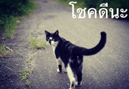 Animal photograph sticker in Thailand sticker #14252504