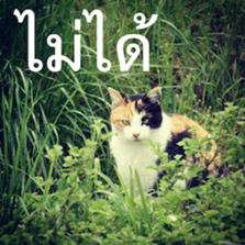 Animal photograph sticker in Thailand sticker #14252506