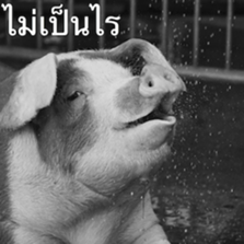 Animal photograph sticker in Thailand sticker #14252507