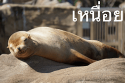 Animal photograph sticker in Thailand sticker #14252508