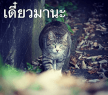 Animal photograph sticker in Thailand sticker #14252509