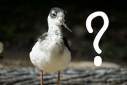 Animal photograph sticker in Thailand sticker #14252513