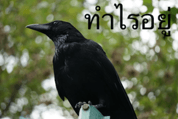 Animal photograph sticker in Thailand sticker #14252514