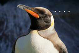 Animal photograph sticker in Thailand sticker #14252516