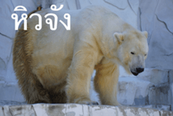 Animal photograph sticker in Thailand sticker #14252517