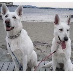 THE White Shepherd Dog! No,5 (P)