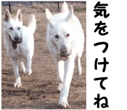 THE White Shepherd Dog! No,5 (P) sticker #14253127