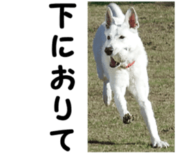 THE White Shepherd Dog! No,5 (P) sticker #14253128