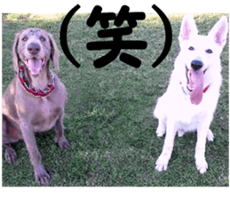 THE White Shepherd Dog! No,5 (P) sticker #14253129