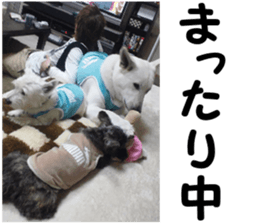 THE White Shepherd Dog! No,5 (P) sticker #14253130