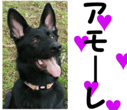 THE White Shepherd Dog! No,5 (P) sticker #14253132