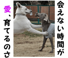 THE White Shepherd Dog! No,5 (P) sticker #14253133