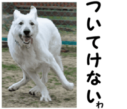 THE White Shepherd Dog! No,5 (P) sticker #14253134