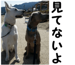 THE White Shepherd Dog! No,5 (P) sticker #14253135