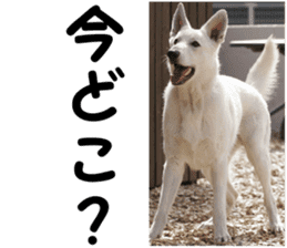 THE White Shepherd Dog! No,5 (P) sticker #14253136