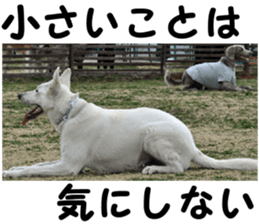 THE White Shepherd Dog! No,5 (P) sticker #14253137