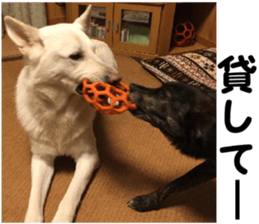 THE White Shepherd Dog! No,5 (P) sticker #14253138