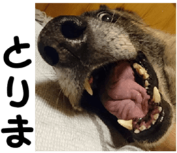 THE White Shepherd Dog! No,5 (P) sticker #14253139