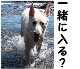 THE White Shepherd Dog! No,5 (P) sticker #14253140