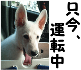 THE White Shepherd Dog! No,5 (P) sticker #14253141