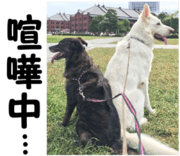 THE White Shepherd Dog! No,5 (P) sticker #14253143