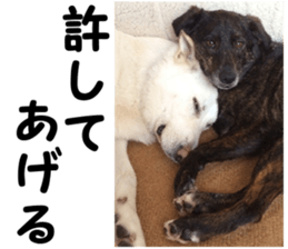 THE White Shepherd Dog! No,5 (P) sticker #14253145