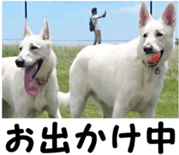 THE White Shepherd Dog! No,5 (P) sticker #14253147