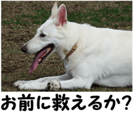 THE White Shepherd Dog! No,5 (P) sticker #14253148