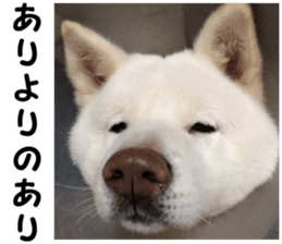 THE White Shepherd Dog! No,5 (P) sticker #14253149