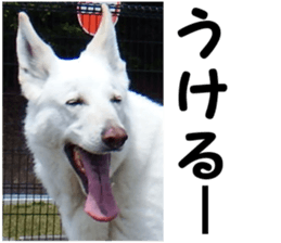 THE White Shepherd Dog! No,5 (P) sticker #14253150