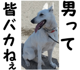 THE White Shepherd Dog! No,5 (P) sticker #14253151