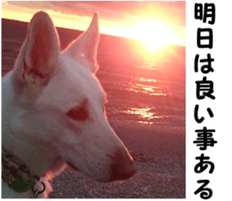 THE White Shepherd Dog! No,5 (P) sticker #14253152