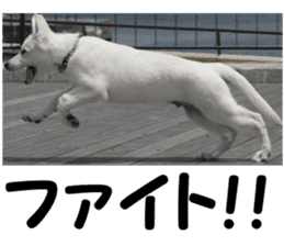 THE White Shepherd Dog! No,5 (P) sticker #14253153