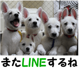 THE White Shepherd Dog! No,5 (P) sticker #14253155