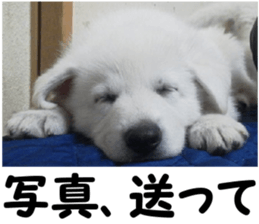 THE White Shepherd Dog! No,5 (P) sticker #14253157