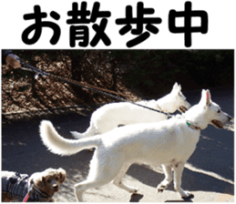 THE White Shepherd Dog! No,5 (P) sticker #14253160